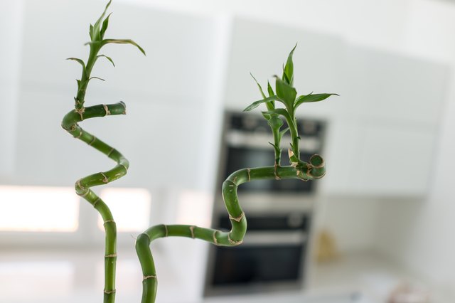 How to Create Your Own Spiral Lucky Bamboo - Laidback Gardener