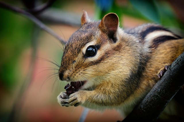 Humane Ways to Get Rid of Chipmunks From Your Garden