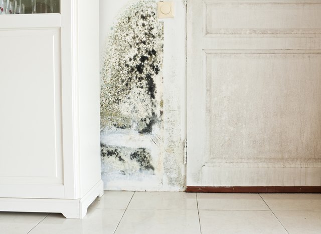 Does homeowners insurance cover mold?