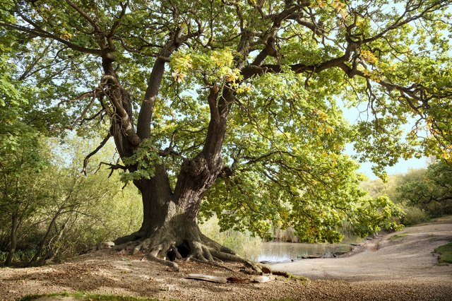 oak tree roots