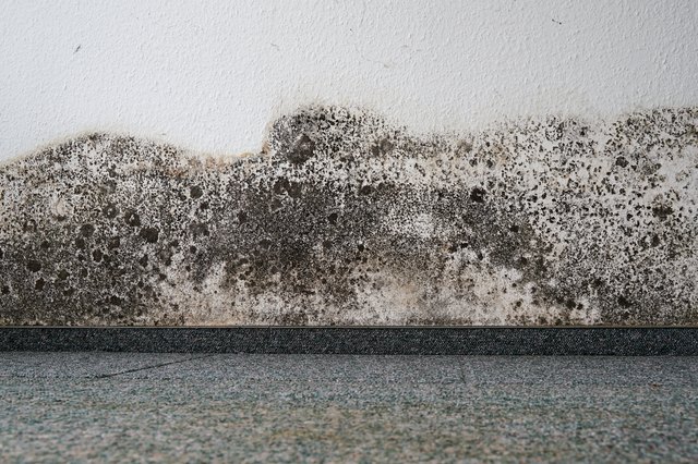 10 Common Causes of Mold in Homes