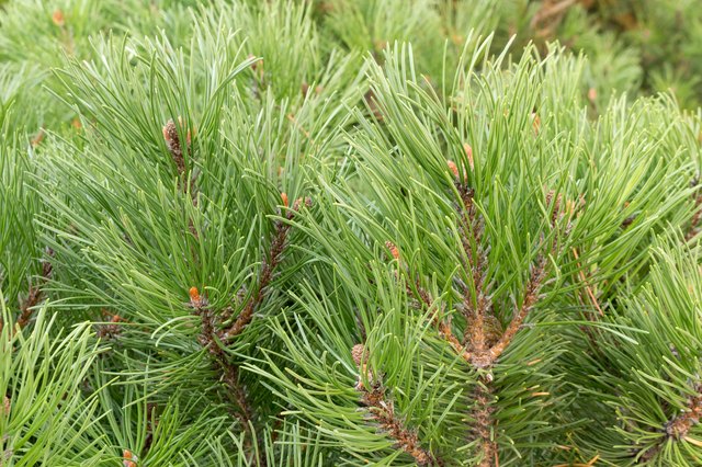 Create a tree grove with shortleaf pines