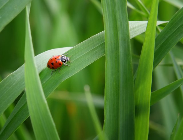 I Released Live Ladybugs for My Garden Pest Control. Here's What Happened