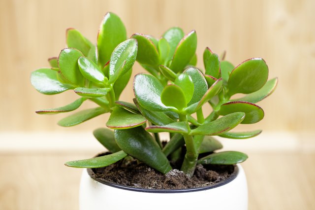How to Thicken the Trunk on a Jade Plant | Hunker