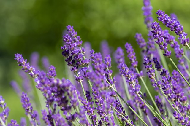 How to Tell If Lavender Plants Are Dead | Hunker