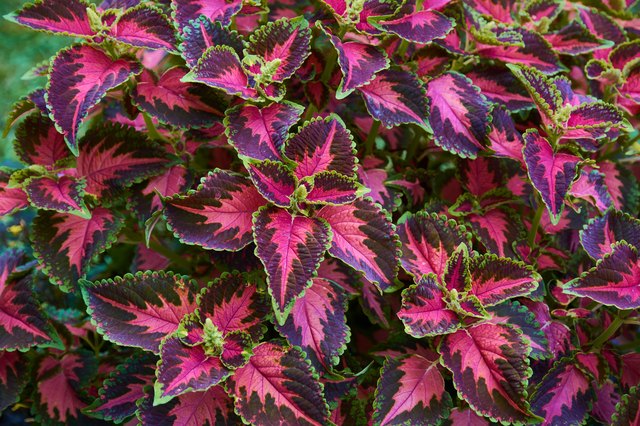 How to Grow Coleus | Hunker