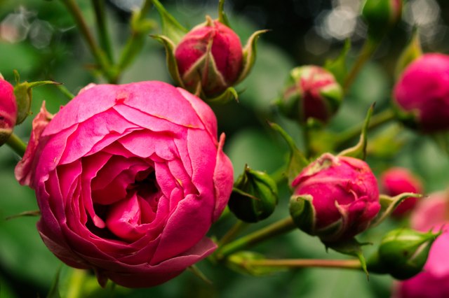 What Causes Rose Buds to Turn Brown Before Opening on Bushes Hunker