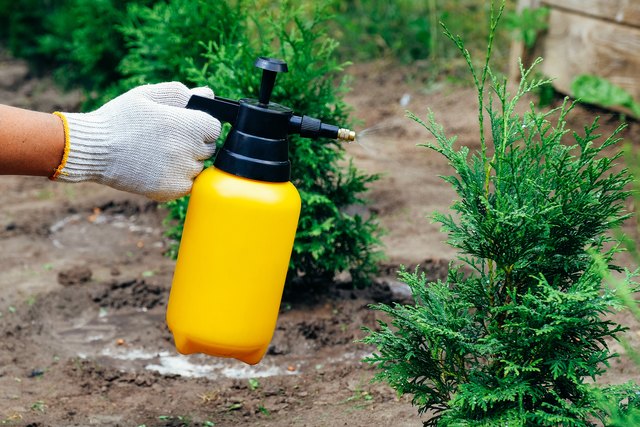 The 10 Best Products For Getting Rid Of Pests At Home Hunker 2234