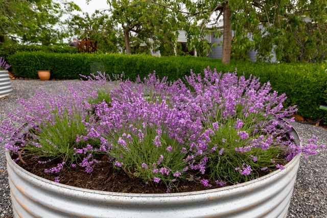 should-i-cut-the-dead-flowers-off-of-my-lavender-plant-hunker