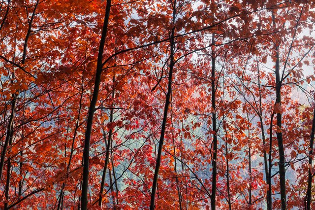 How Fast Do Red Oak Trees Grow? | Hunker