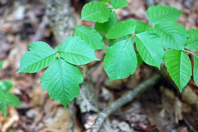 What Is Black Spot Poison Ivy Hunker natural-remedies-to-treat-poison-oak-and-ivy-survival-jack