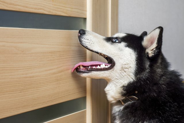 how-to-remove-dog-scratches-from-a-wood-door-hunker