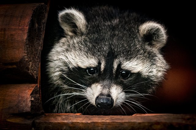 how-to-get-rid-of-raccoons-under-your-house-hunker