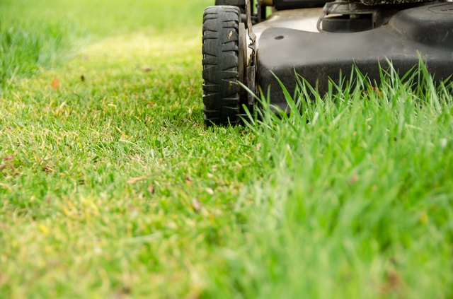 should-i-cut-my-grass-before-spraying-it-with-herbicide-hunker