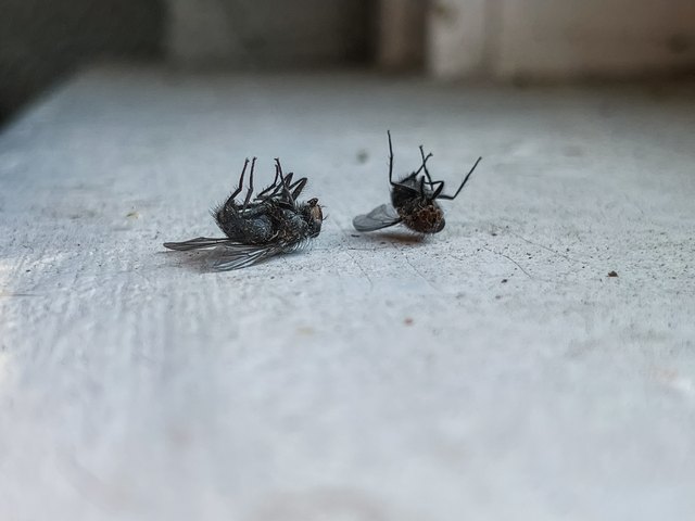 Cluster Fly Infestation - Dead Flies in House