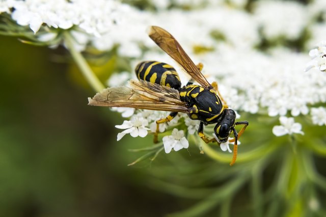 4 Plants That Attract Wasps Hunker