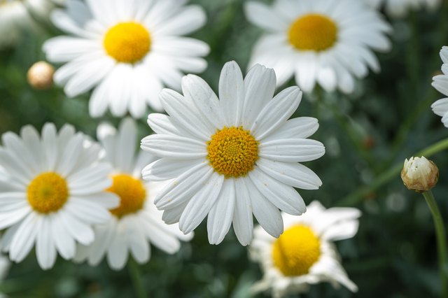 How to Prune Daisies | Hunker