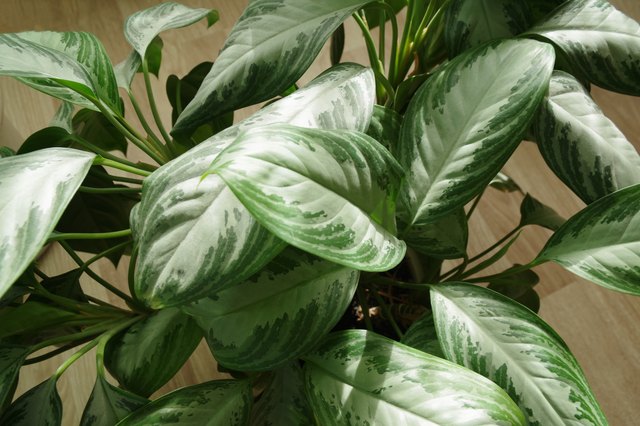 How to Cut Dieffenbachia Plants | Hunker