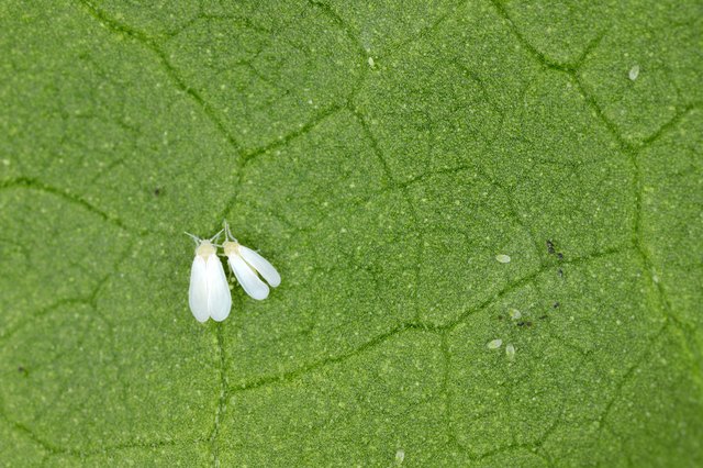 What Are The Tiny White Flying Bugs In My Lawn - Infoupdate.org