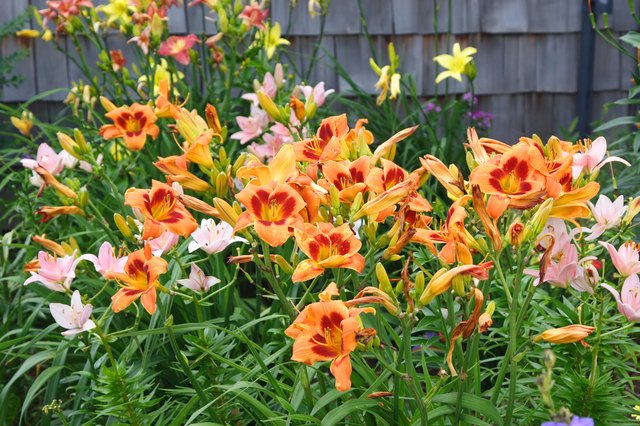 How To Grow Daylilies | Hunker