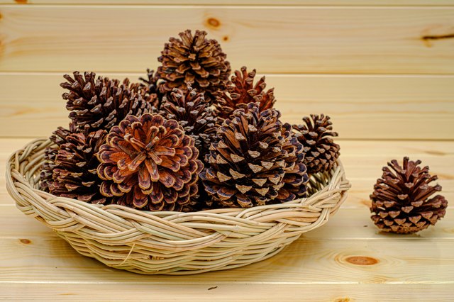 can-i-burn-pine-cones-in-the-fireplace-hunker