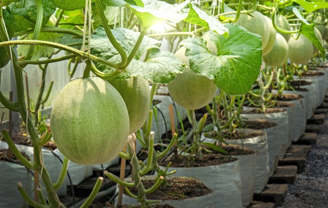 How to Grow Tomatoes, Watermelons, and Cantaloupe Together | Hunker