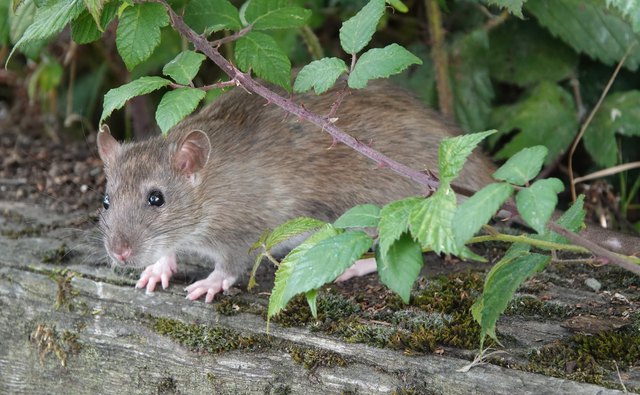 How to Get Rid of a Backyard Rat Infestation | Hunker