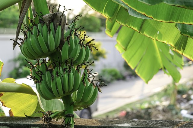 how long does banana tree live