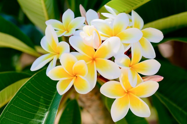 Plumeria and Leaf Curl | Hunker