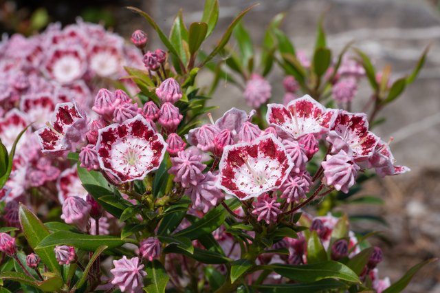 when-does-mountain-laurel-bloom-hunker