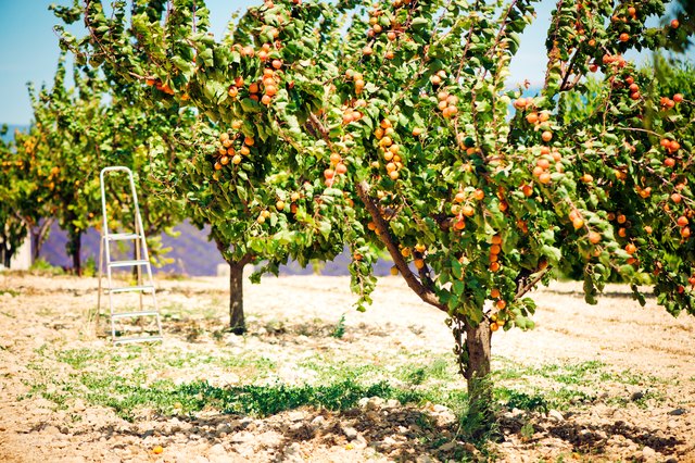 how-to-grow-apricots-hunker