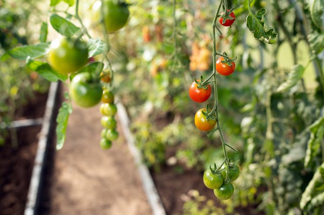 Guide To Pruning Cherry Tomato Plants Hunker