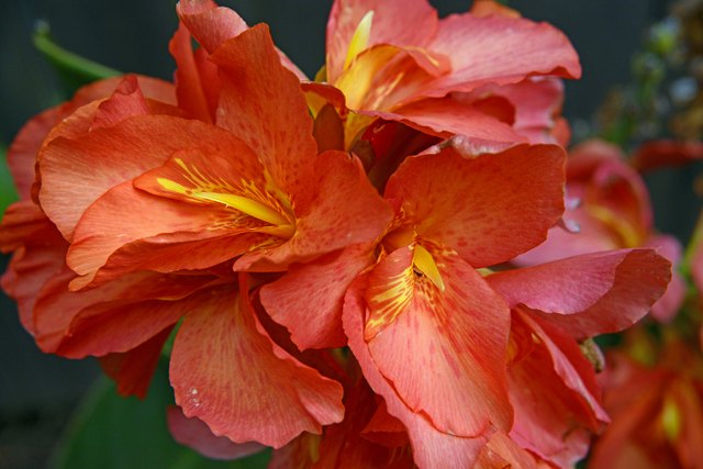 How To Keep Canna Lilies Blooming