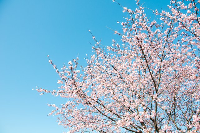 How to Tell If Your Cherry Tree Is Dead | Hunker