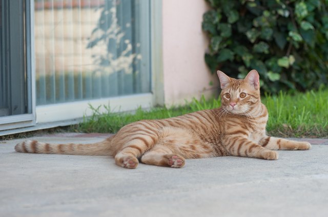 Clean cat urine outlet from concrete