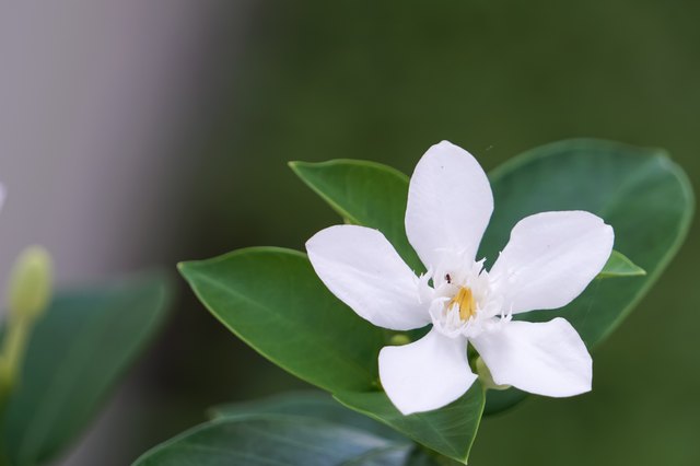 are-gardenias-poisonous-to-pets-hunker