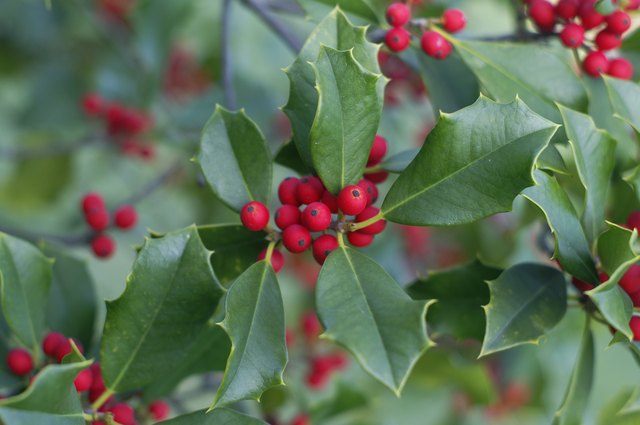 how-to-trim-overgrown-holly-trees-hunker