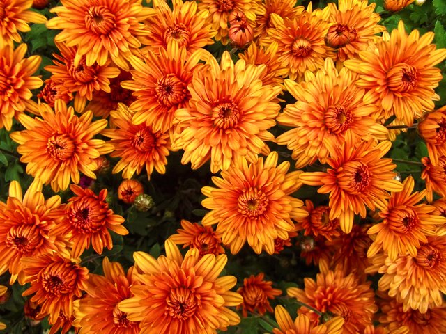 How Long Do Mums Last When They Are in Bloom? | Hunker