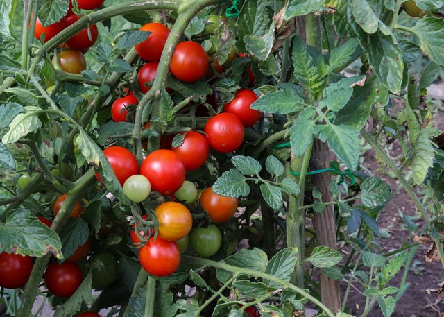 tomato-plant-identification-hunker