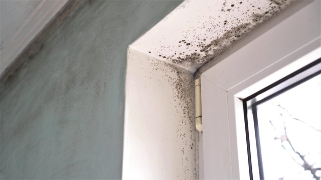 A DIY Guide to Home Mold Test Kits - Apel USA