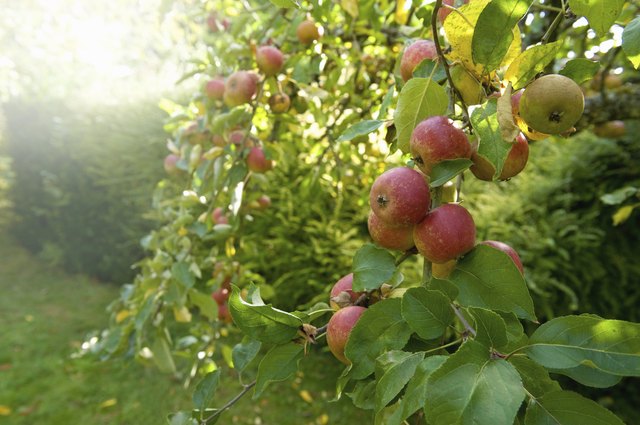 The 5 Easiest Fruit Trees To Grow Hunker