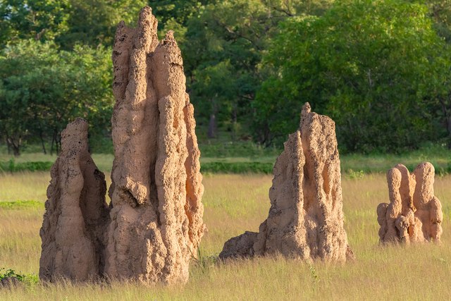 Termite Mound In Yard