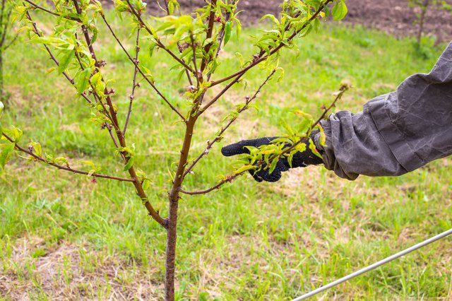 homemade-fungicide-for-my-outdoor-trees-hunker