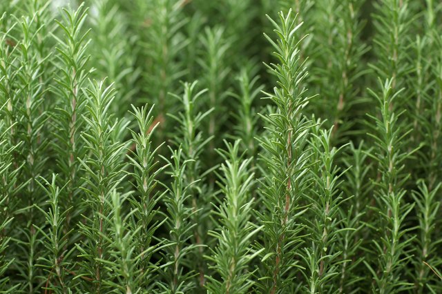 rosemary and thyme in spanish