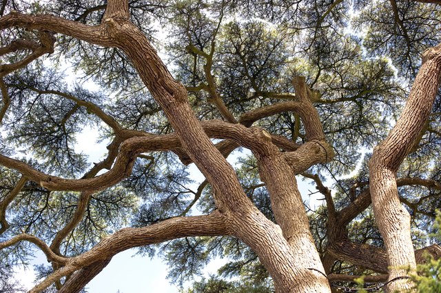 how-fast-do-cedar-trees-grow-hunker