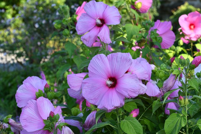 how-to-get-rid-of-hibiscus-flower-beetle-in-your-garden-yates-au