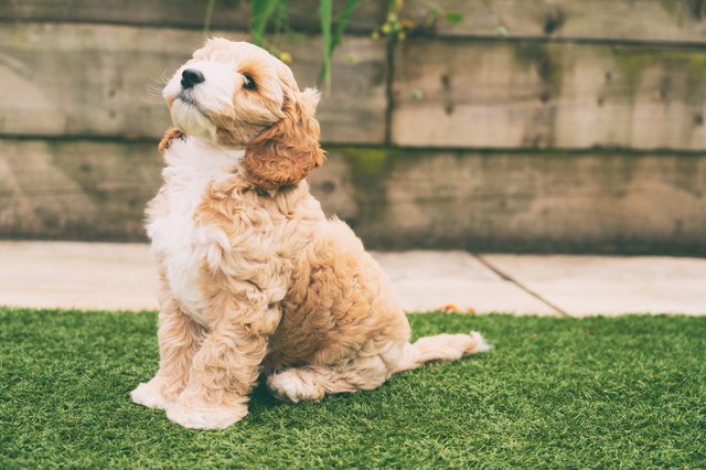 Home remedies for parvovirus in clearance puppies