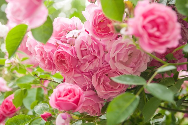 When to Plant Rose Bushes in Zone 8 | Hunker