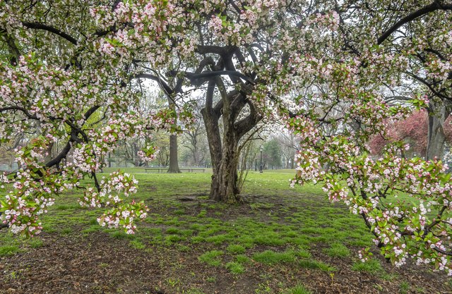 How to Clone Cherry Trees | Hunker