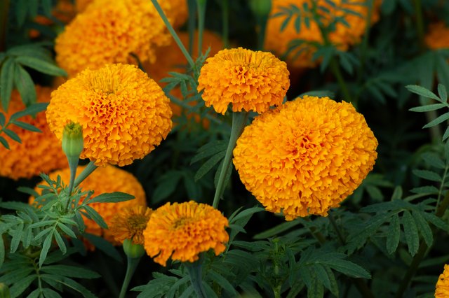 How to Grow Marigolds | Hunker